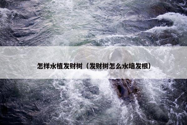 怎样水植发财树（发财树怎么水培发根）