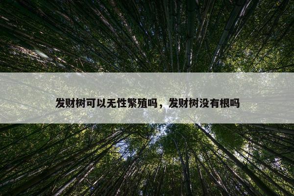 发财树可以无性繁殖吗，发财树没有根吗