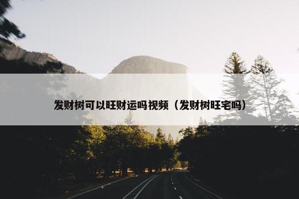 发财树可以旺财运吗视频（发财树旺宅吗）