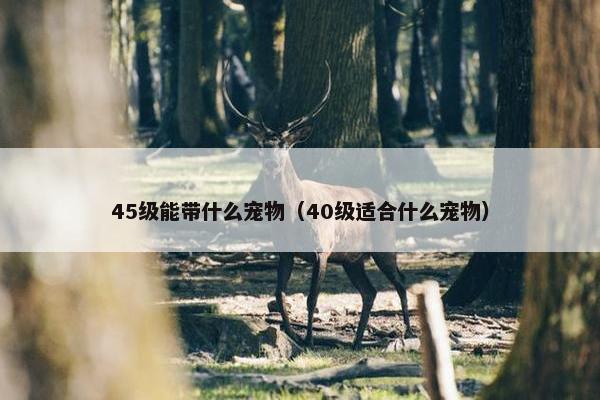 45级能带什么宠物（40级适合什么宠物）