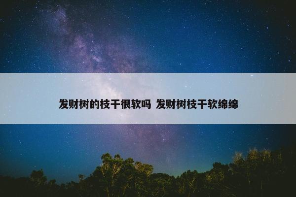 发财树的枝干很软吗 发财树枝干软绵绵