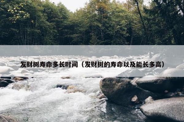 发财树寿命多长时间（发财树的寿命以及能长多高）