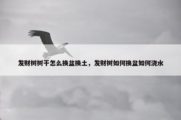 发财树树干怎么换盆换土，发财树如何换盆如何浇水