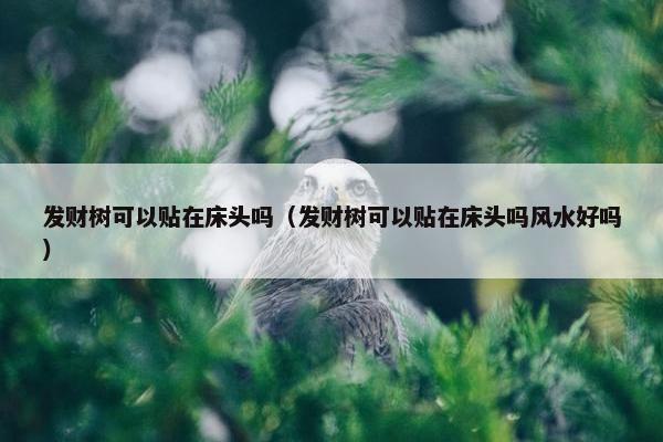 发财树可以贴在床头吗（发财树可以贴在床头吗风水好吗）