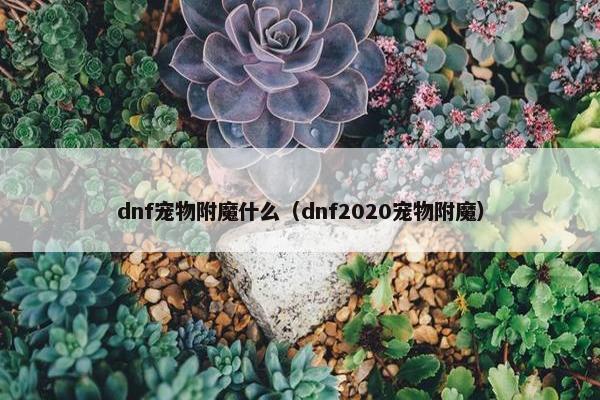 dnf宠物附魔什么（dnf2020宠物附魔）