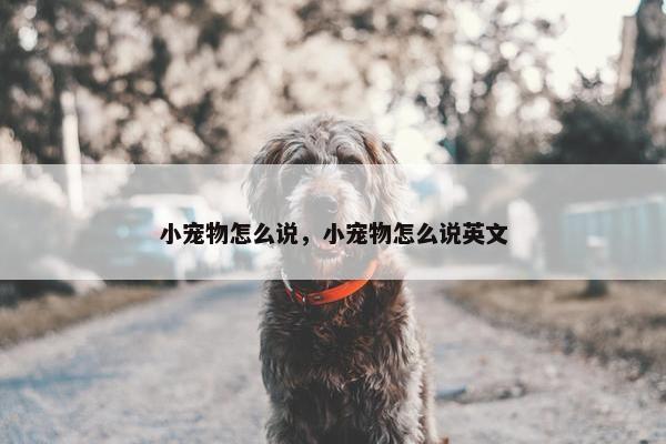 小宠物怎么说，小宠物怎么说英文