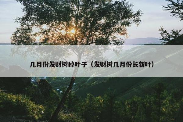 几月份发财树掉叶子（发财树几月份长新叶）