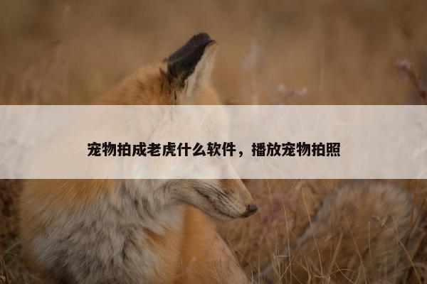 宠物拍成老虎什么软件，播放宠物拍照