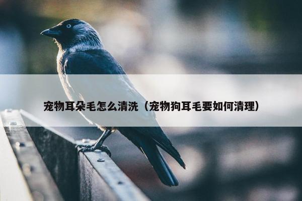 宠物耳朵毛怎么清洗（宠物狗耳毛要如何清理）