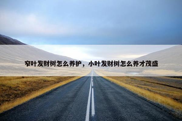 窄叶发财树怎么养护，小叶发财树怎么养才茂盛