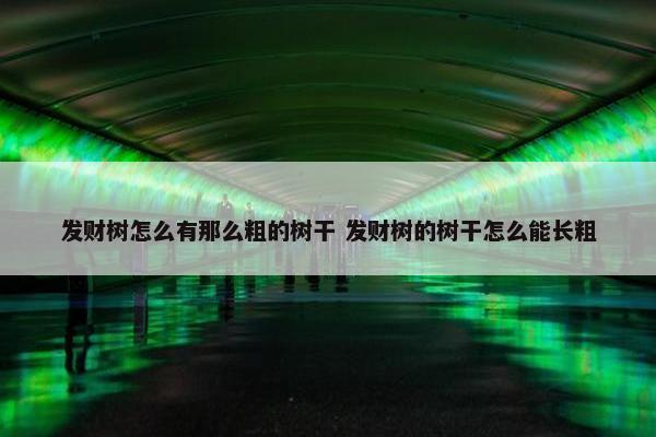 发财树怎么有那么粗的树干 发财树的树干怎么能长粗