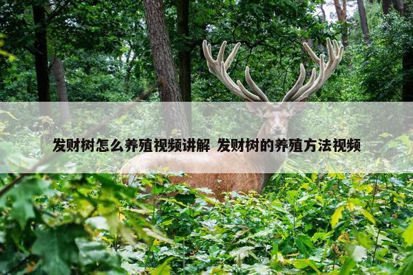 发财树怎么养殖视频讲解 发财树的养殖方法视频