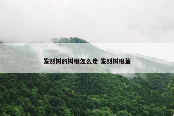 发财树的树根怎么走 发财树根茎