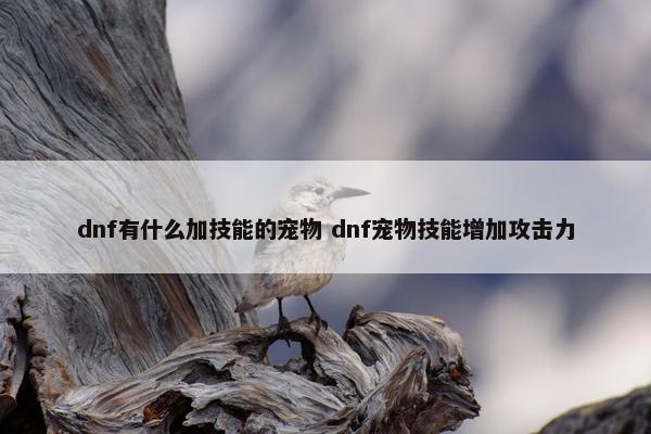 dnf有什么加技能的宠物 dnf宠物技能增加攻击力