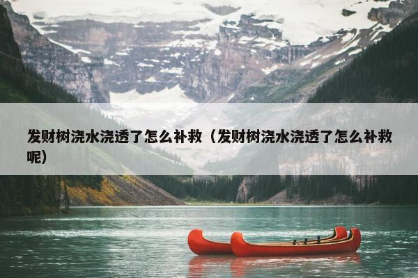 发财树浇水浇透了怎么补救（发财树浇水浇透了怎么补救呢）