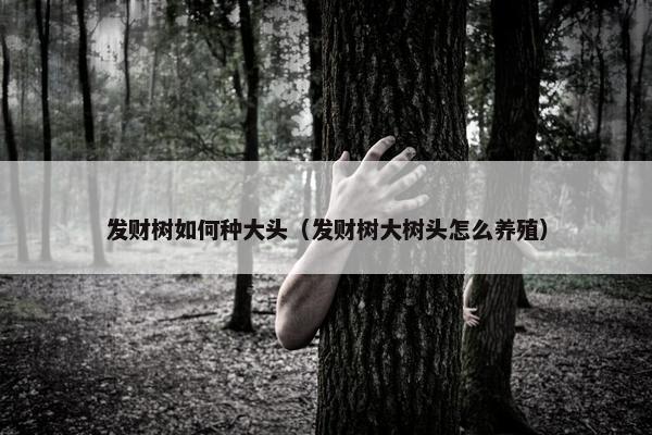 发财树如何种大头（发财树大树头怎么养殖）