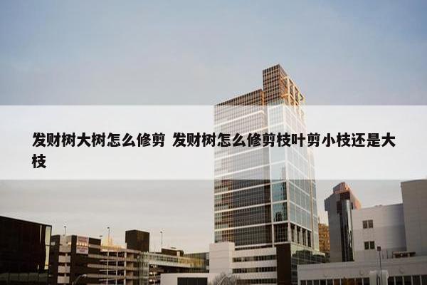 发财树大树怎么修剪 发财树怎么修剪枝叶剪小枝还是大枝