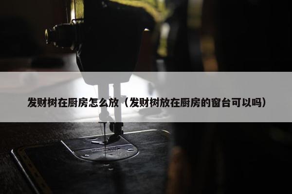 发财树在厨房怎么放（发财树放在厨房的窗台可以吗）