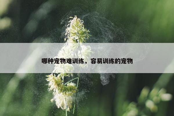 哪种宠物难训练，容易训练的宠物