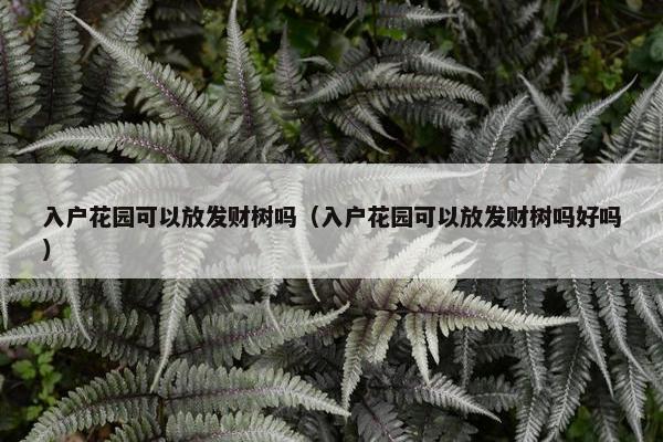 入户花园可以放发财树吗（入户花园可以放发财树吗好吗）