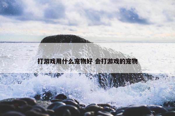 打游戏用什么宠物好 会打游戏的宠物