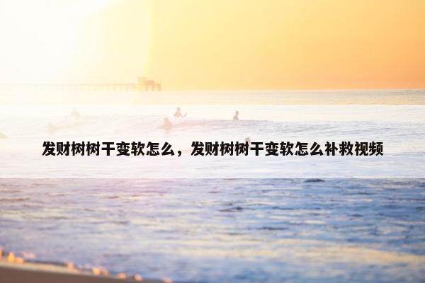 发财树树干变软怎么，发财树树干变软怎么补救视频