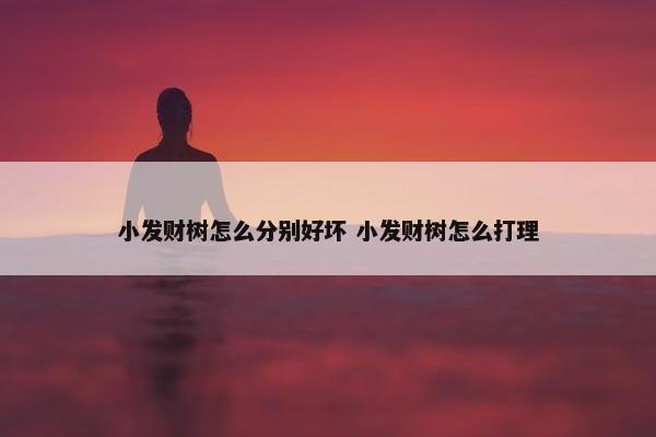 小发财树怎么分别好坏 小发财树怎么打理