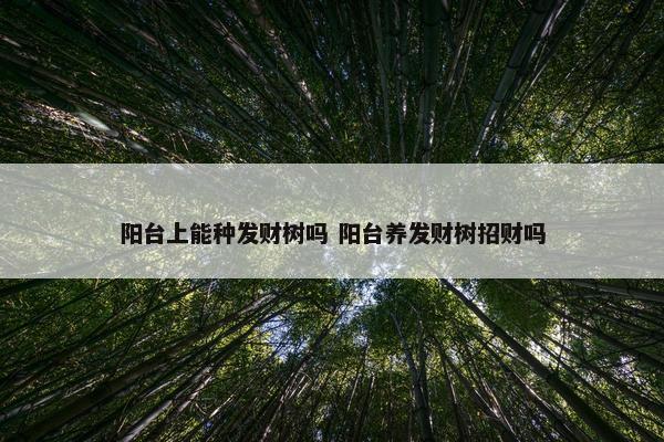 阳台上能种发财树吗 阳台养发财树招财吗