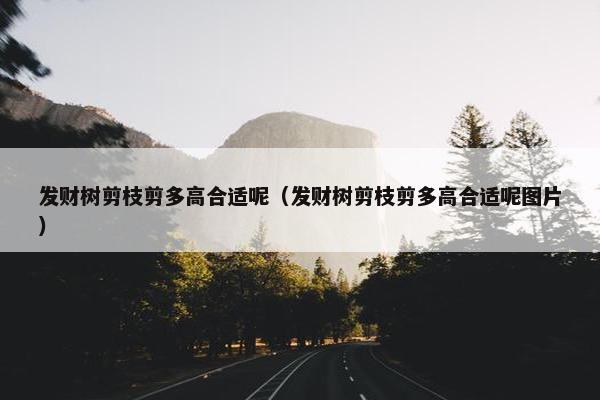 发财树剪枝剪多高合适呢（发财树剪枝剪多高合适呢图片）