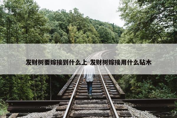 发财树要嫁接到什么上 发财树嫁接用什么砧木