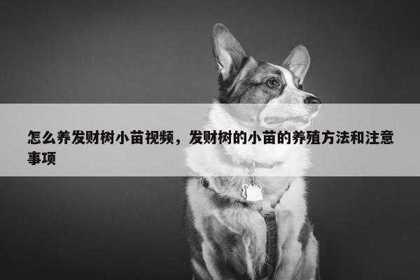 怎么养发财树小苗视频，发财树的小苗的养殖方法和注意事项