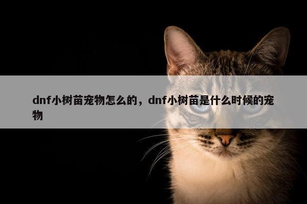 dnf小树苗宠物怎么的，dnf小树苗是什么时候的宠物