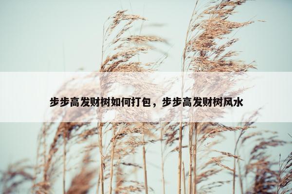 步步高发财树如何打包，步步高发财树风水