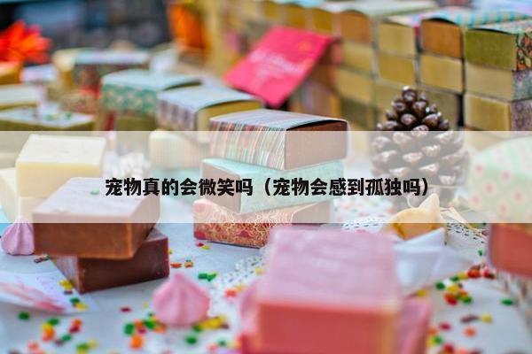 宠物真的会微笑吗（宠物会感到孤独吗）