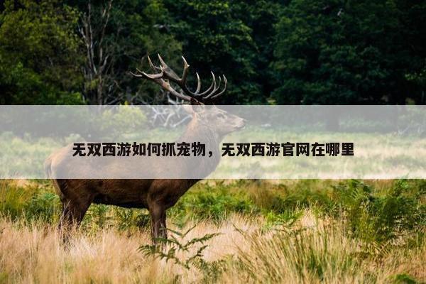 无双西游如何抓宠物，无双西游官网在哪里