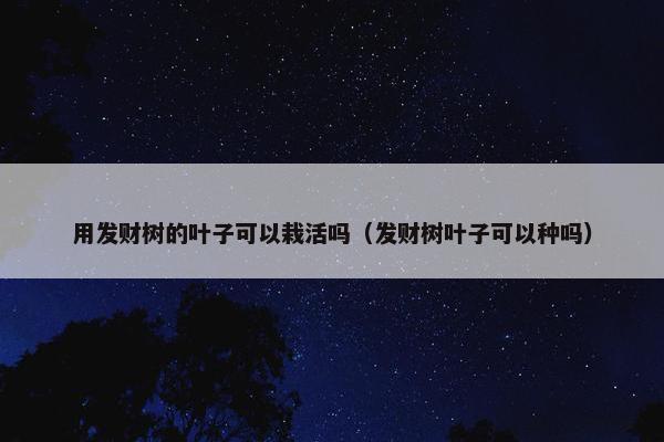 用发财树的叶子可以栽活吗（发财树叶子可以种吗）