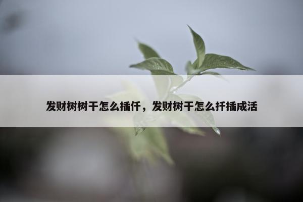 发财树树干怎么插仟，发财树干怎么扦插成活