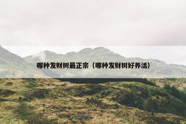 哪种发财树最正宗（哪种发财树好养活）