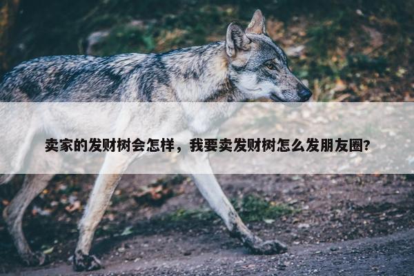 卖家的发财树会怎样，我要卖发财树怎么发朋友圈?