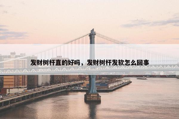 发财树杆直的好吗，发财树杆发软怎么回事