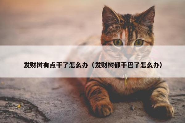 发财树有点干了怎么办（发财树都干巴了怎么办）