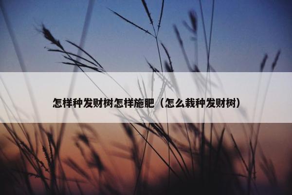 怎样种发财树怎样施肥（怎么栽种发财树）