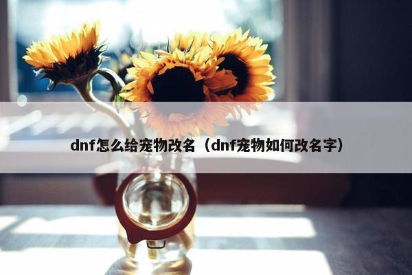 dnf怎么给宠物改名（dnf宠物如何改名字）