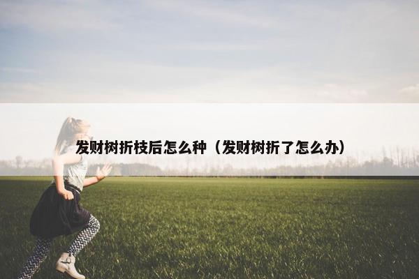 发财树折枝后怎么种（发财树折了怎么办）