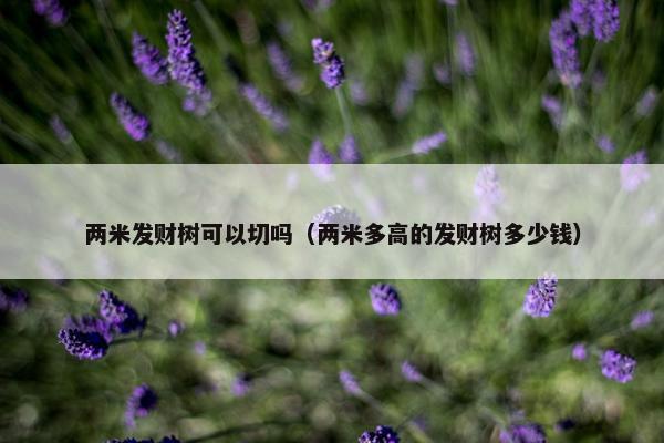 两米发财树可以切吗（两米多高的发财树多少钱）