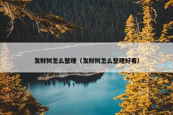 发财树怎么整理（发财树怎么整理好看）