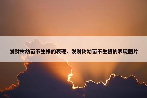 发财树幼苗不生根的表现，发财树幼苗不生根的表现图片