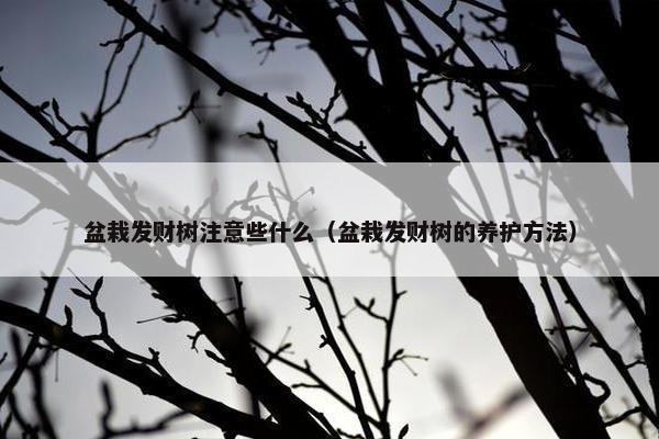 盆栽发财树注意些什么（盆栽发财树的养护方法）