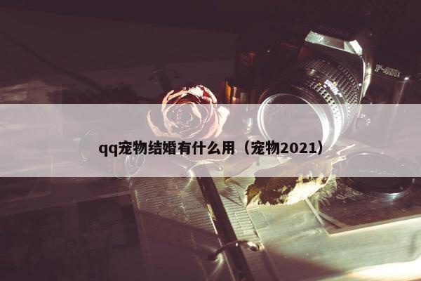 qq宠物结婚有什么用（宠物2021）