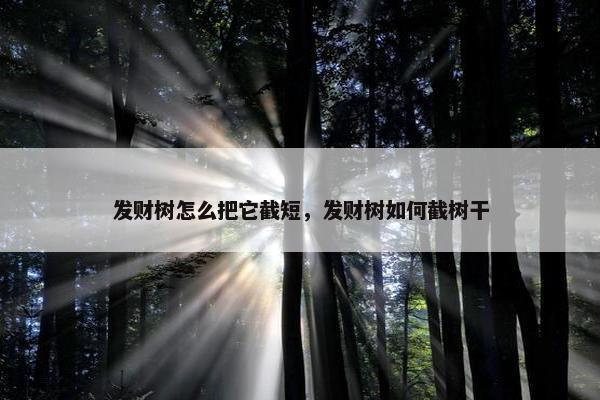 发财树怎么把它截短，发财树如何截树干